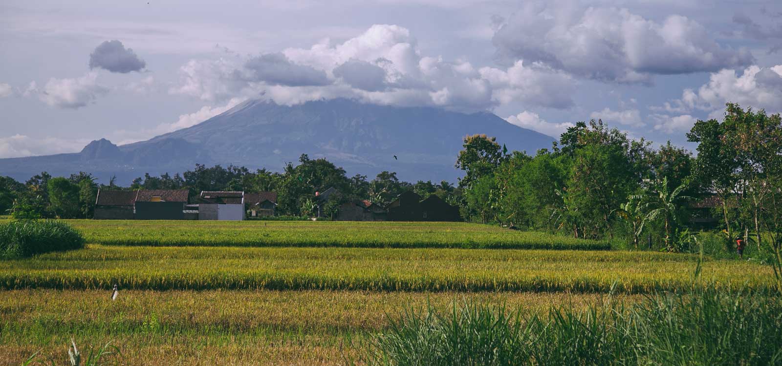 Cycling to Prambanan